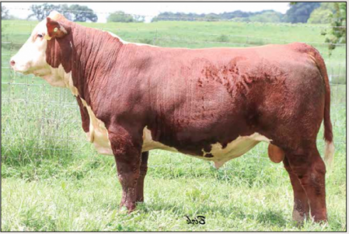 Bonebrake hereford Bulls