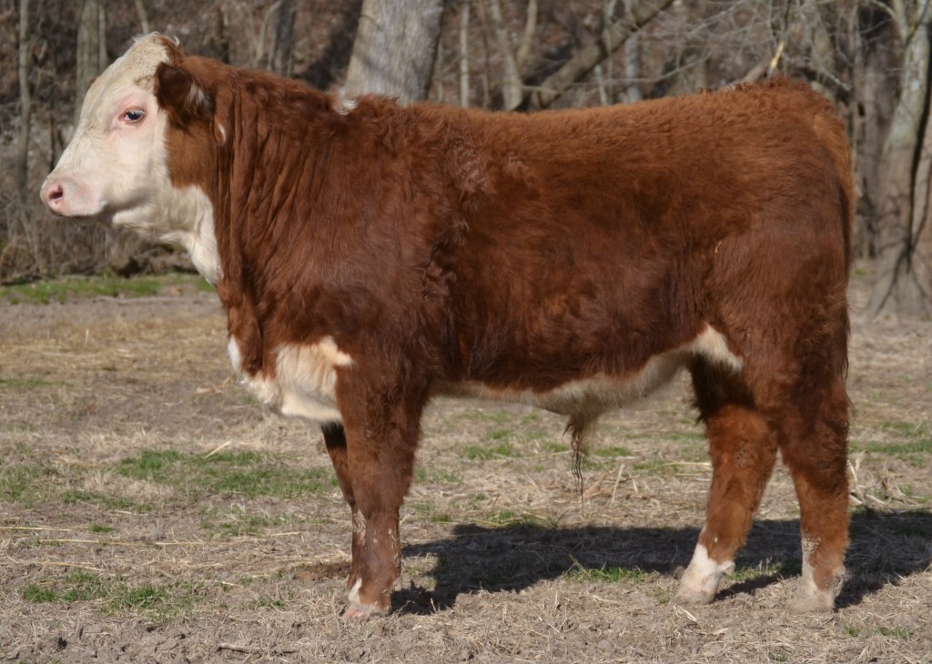 Hereford Bull For Sale Arkansas 1621 Bonebrake Herefords